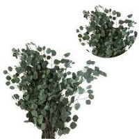 Eucalipt Populus Leaf Extra Italia