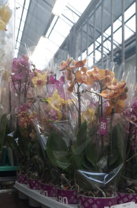 Phal 3-tak Opti-flor Multi Mix 7/35