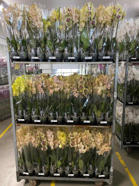 Phal 2-tak Blanco Mix 12/70