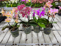 Phal 2/3-tak Aromio Fragrance Batterfly 7/25