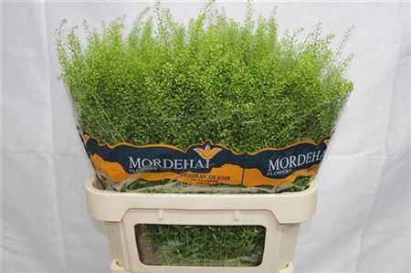 яLep Ru Green Bell Holland