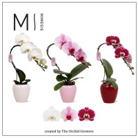 Phal Swan Mix +keramiek 7/35