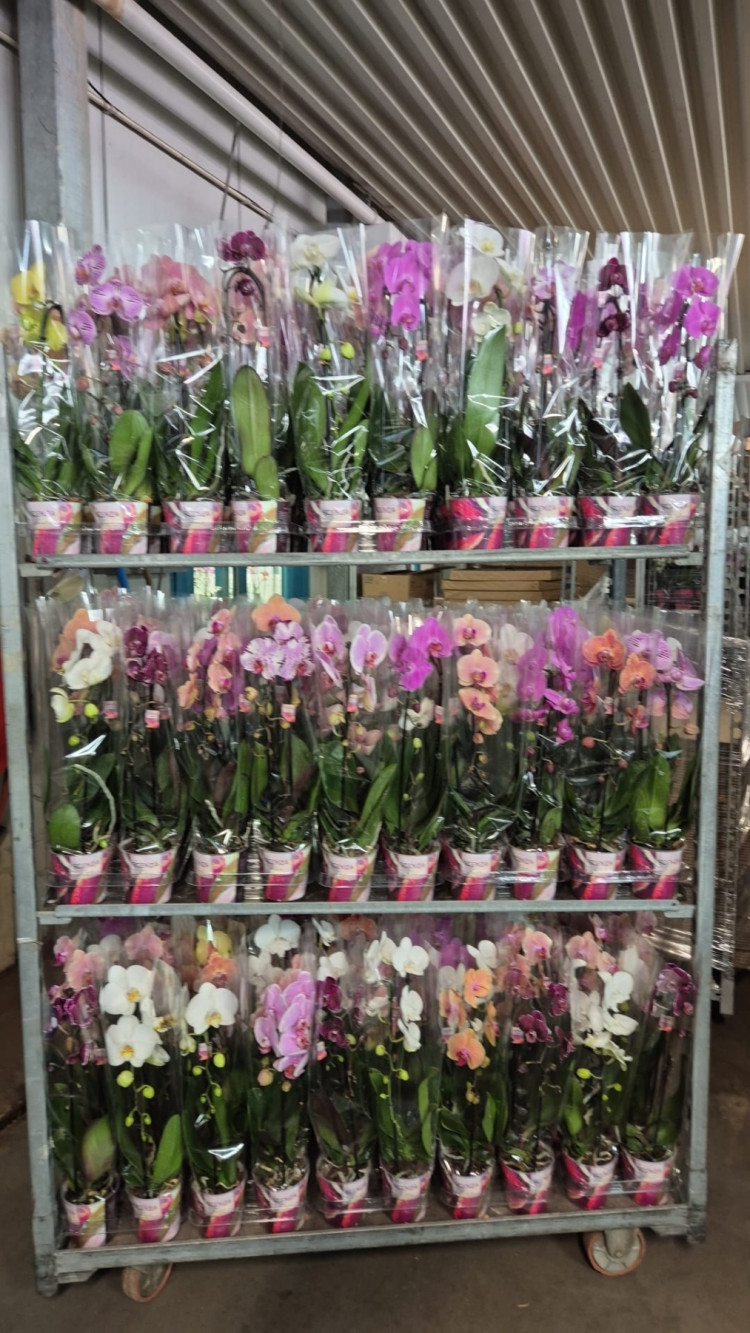 Phal 1-tak Cascade Scenza Mix 12/45