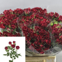 Spray Rubicon 60 sm Х10