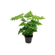 Philodendron Pedatum 24/120