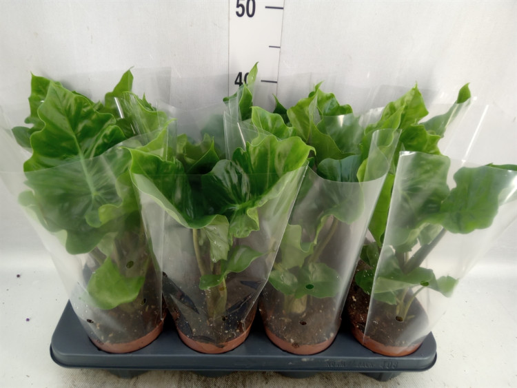 Alocasia Macror Stingray 14/50