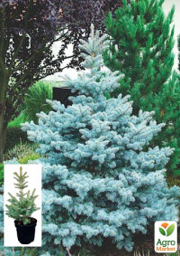 Picea Super Blue 27/150