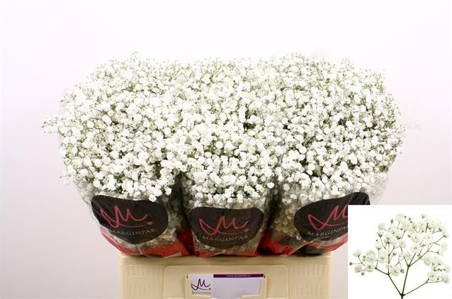 Gypsophila Xlence 45cm Х25