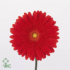 Ge Gr Red Explosion