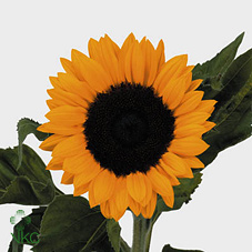 Helian An Sunrich Or