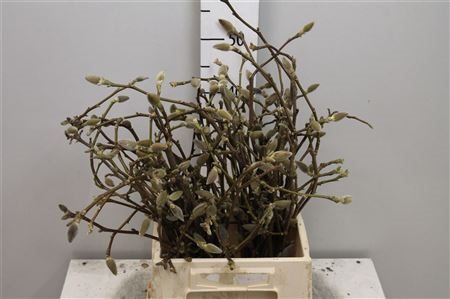 Magnolia Grandiflora