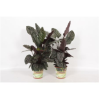 Calathea Ornata Russia-decorum