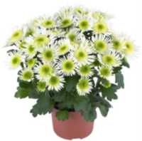 Chrysanth Splash Meadow (clock)