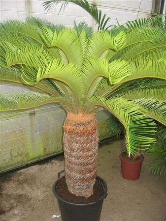 Cycas Revoluta