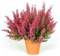 Calluna Quatt Mix 14/27