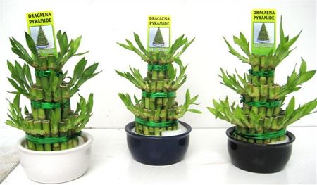 Dracaena Lucky Bamboo