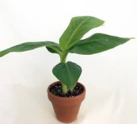 Musa Bananarama 12/50