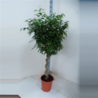 Ficus Be Exotica Spiraal