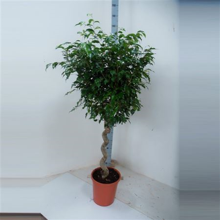 Ficus Be Exotica Spiraal