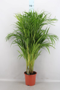 Dypsis Lutescens 19/95