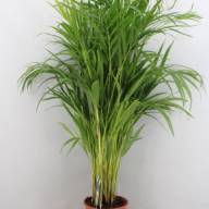 Dypsis Lutescens 19/95 - DYPSIS LUTESCENS 19.95