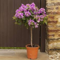 Bougainv Alexandra 17/70
