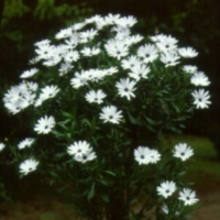 Osteospermum Wit