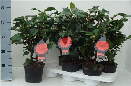 Camelia J Dr King 23/70