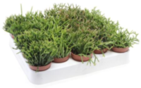 Rhipsalis Mix (528)