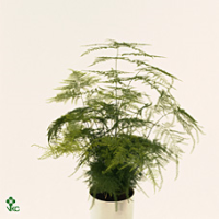 Asparagus Setaceus 12/35