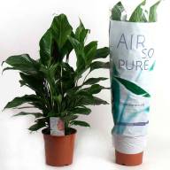 Nephrolepis Green Moment 12/30 - 81959-00-BAKIOI_20120807150037