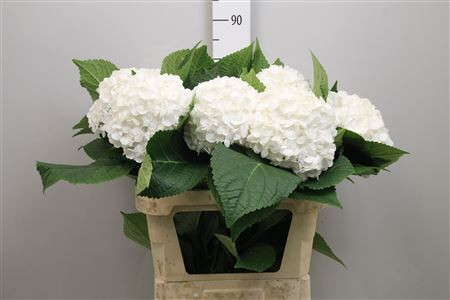 Hydr Z Blizzard White X5 Holland