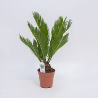 Cycas Revoluta 15/55