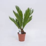 Cycas Revoluta 15/55 - 360x360_30bfb5613b783f2052f7f99607093ba1736ac53f