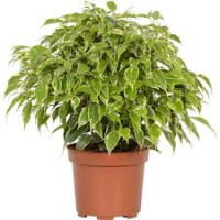 Ficus Be Kinky 12/30