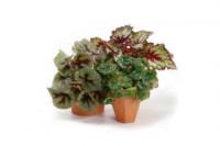 Begonia Du Elektra Pink 14/35