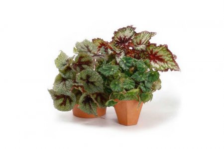 Begonia Du Elektra Pink 14/35