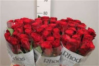 Rose Rhodos 80 sm