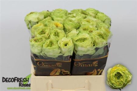 Rose Grasshopper 60 sm