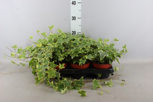Hedera Hibernica 9/35