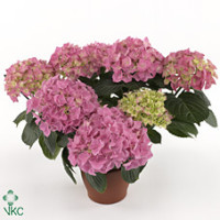 Hydrangea Early Rosa 14/40