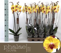 Phal 2-tak Champion Dharma Big Lip 12/65