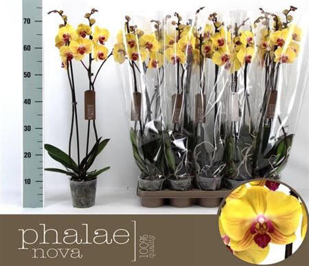 Phal 2-tak Champion Dharma Big Lip 12/65