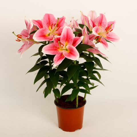 Lilium Or Sunny Robyn 13/40