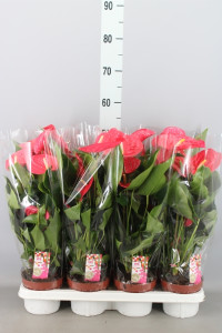 Anthurium California 17/65