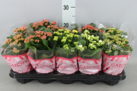 Kalanchoe Moments Mix 12/25