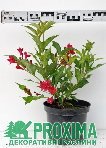 Weigela Red Prince 19/90