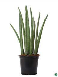 Sansevieria Cylinder 508/30