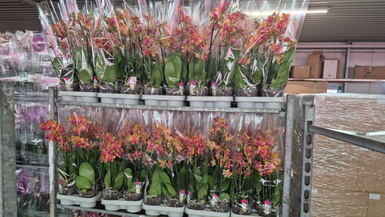 Phal 3/4-tak Bolgheri 12/50