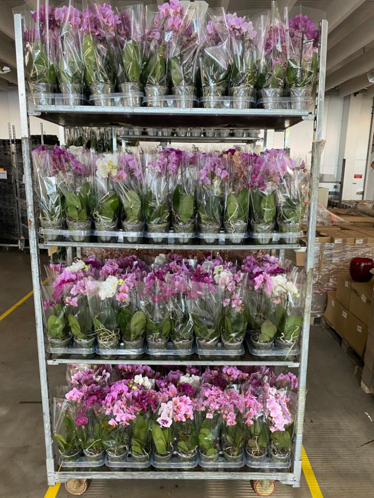 Phal 2/3-tak A2 Duo Iceberg 13/60